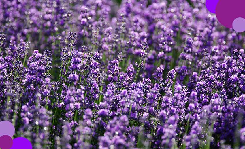 lavanda